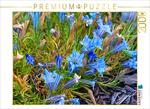 CALVENDO Puzzle Blühender Enzian 2000 Teile Puzzle quer | 2000 Teile Lege-Größe 90 x 67 cm Foto-Puzzle für glückliche Stunden CALVENDO Puzzle Blühender Enzian 2000 Teile Puzzle quer | 2000 Teile Lege-Größe 90 x 67 cm Foto-Puzzle für glückliche Stunden von CALVENDO