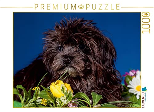 CALVENDO Puzzle Bolonka Welpenstube 1000 Teile Lege-Größe 64 x 48 cm Foto-Puzzle Bild von WEH-zet CALVENDO Puzzle Bolonka Welpenstube 1000 Teile Lege-Größe 64 x 48 cm Foto-Puzzle Bild von WEH-zet von CALVENDO