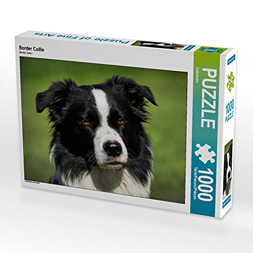 CALVENDO Puzzle Border Collie 1000 Teile Puzzle quer | 1000 Teile Lege-Größe 64 x 48 cm Foto-Puzzle für glückliche Stunden von CALVENDO