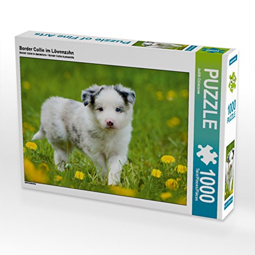 CALVENDO Puzzle Border Collie im Löwenzahn 1000 Teile Puzzle quer | 1000 Teile Lege-Größe 64 x 48 cm Foto-Puzzle für glückliche Stunden von CALVENDO