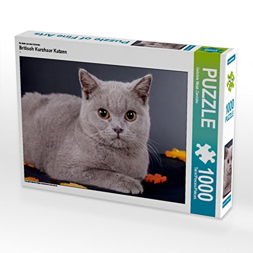 CALVENDO Puzzle Britisch Kurzhaar Katzen 1000 Teile Lege-Größe 64 x 48 cm Foto-Puzzle Bild von WEH-zet von CALVENDO