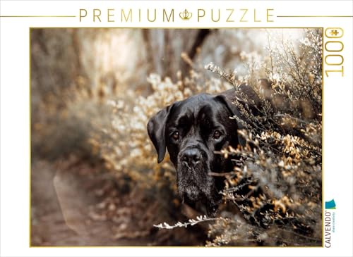 CALVENDO Puzzle Cane Corso | 1000 Teile Lege-Größe 64 x 48 cm Foto-Puzzle für glückliche Stunden CALVENDO Puzzle Cane Corso | 1000 Teile Lege-Größe 64 x 48 cm Foto-Puzzle für glückliche Stunden von CALVENDO