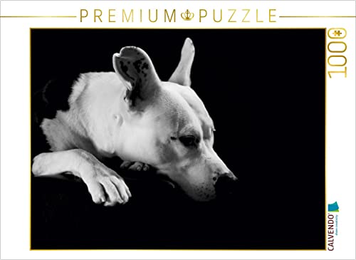 CALVENDO Puzzle Cheyenne - American Stafford x Dogo Argentino-Mix, 2 Jahre 1000 Teile Puzzle quer | 1000 Teile Lege-Größe 64 x 48 cm Foto-Puzzle für glückliche Stunden CALVENDO Puzzle Cheyenne - American Stafford x Dogo Argentino-Mix, 2 Jahre 1000 Teile Puzzle quer | 1000 Teile Lege-Größe 64 x 48 cm Foto-Puzzle für glückliche Stunden von CALVENDO