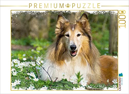 CALVENDO Puzzle Collie 1000 Teile Puzzle quer | 1000 Teile Lege-Größe 64 x 48 cm Foto-Puzzle für glückliche Stunden CALVENDO Puzzle Collie 1000 Teile Puzzle quer | 1000 Teile Lege-Größe 64 x 48 cm Foto-Puzzle für glückliche Stunden von CALVENDO