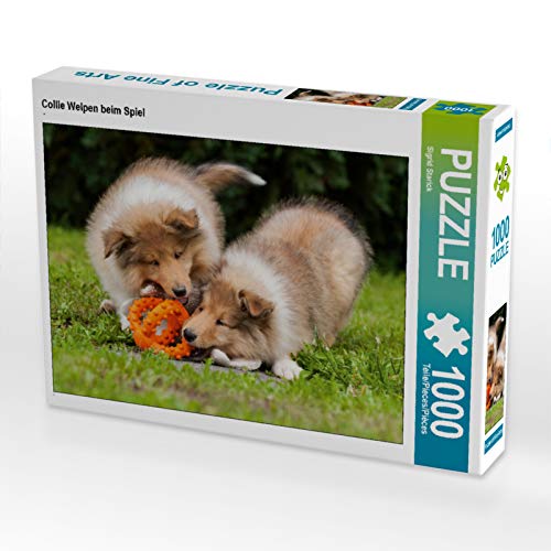 CALVENDO Puzzle Collie Welpen beim Spiel 1000 Teile Puzzle quer | 1000 Teile Lege-Größe 64 x 48 cm Foto-Puzzle für glückliche Stunden von CALVENDO