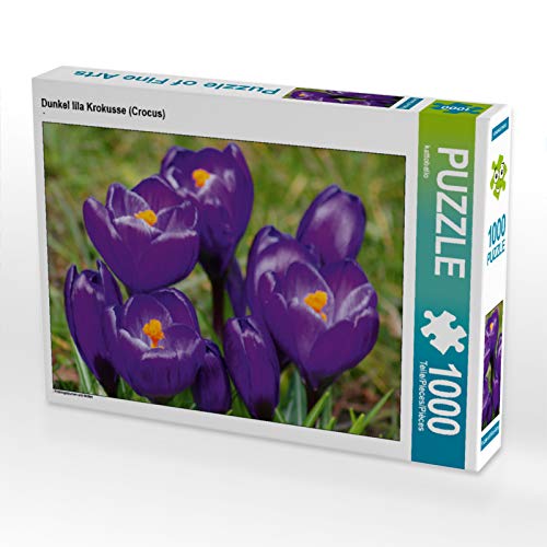 CALVENDO Puzzle Dunkel lila Krokusse (Crocus) 1000 Teile Puzzle quer | 1000 Teile Lege-Größe 64 x 48 cm Foto-Puzzle für glückliche Stunden von CALVENDO