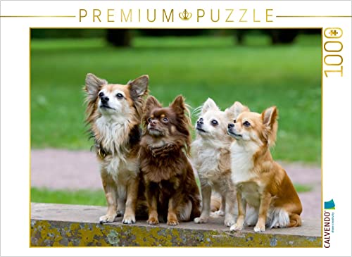 CALVENDO Puzzle EIN Motiv aus dem Kalender Chihuahuas - kleine Herzensbrecher 1000 Teile Puzzle quer | 1000 Teile Lege-Größe 64 x 48 cm Foto-Puzzle für glückliche Stunden von CALVENDO