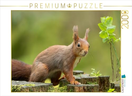 CALVENDO Puzzle EIN Motiv aus dem Kalender Das Eurasische Eichhörnchen - Kunterbuntes Waldtreiben | 2000 Teile Lege-Größe 90 x 67 cm Foto-Puzzle für glückliche Stunden von CALVENDO