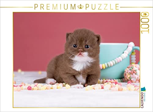 CALVENDO Puzzle EIN Motiv aus dem Kalender Katzenkinder - Britisch Kurzhaar 1000 Teile Puzzle quer | 1000 Teile Lege-Größe 64 x 48 cm Foto-Puzzle für glückliche Stunden von CALVENDO