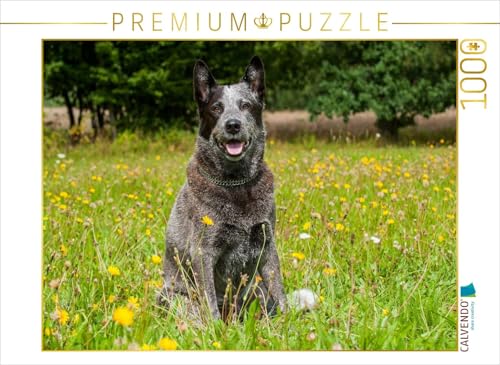 CALVENDO Puzzle EIN Motiv aus dem Kalender Power auf 4 Pfoten. Australian Cattle Dog | Lege-Größe cm Foto-Puzzle für glückliche Stunden von CALVENDO