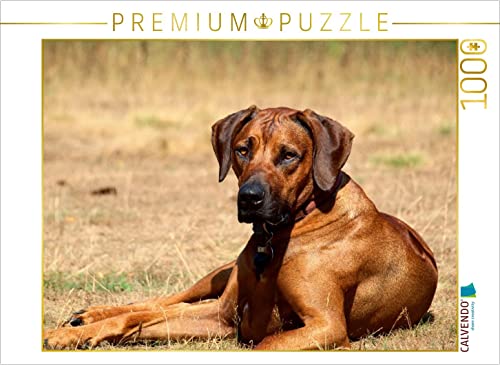 CALVENDO Puzzle EIN Motiv aus dem Kalender Ridgebacks - Hunde aus Afrika 1000 Teile Puzzle quer | 1000 Teile Lege-Größe 64 x 48 cm Foto-Puzzle für glückliche Stunden CALVENDO Puzzle EIN Motiv aus dem Kalender Ridgebacks - Hunde aus Afrika 1000 Teile Puzzle quer | 1000 Teile Lege-Größe 64 x 48 cm Foto-Puzzle für glückliche Stunden von CALVENDO
