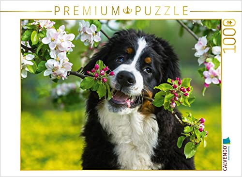 CALVENDO Puzzle EIN Motiv aus dem Kalender Treuer Freund Berner Sennenhund 1000 Teile Puzzle quer | 1000 Teile Lege-Größe 64 x 48 cm Foto-Puzzle für glückliche Stunden von CALVENDO
