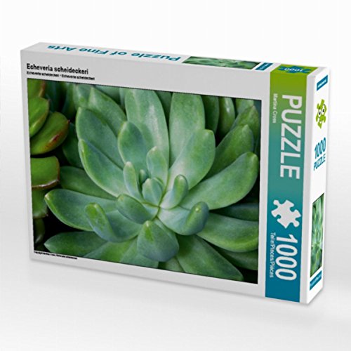 CALVENDO Puzzle Echeveria scheideckeri 1000 Teile Puzzle quer | Lege-Größe cm Foto-Puzzle für glückliche Stunden von CALVENDO