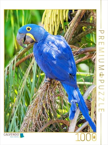 CALVENDO Puzzle Farbenfrohe Papageien: Hyazinth-Ara. 1000 Teile Lege-Größe 48 x 64 cm Foto-Puzzle Bild Verlag von CALVENDO