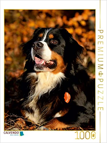 CALVENDO Puzzle EIN Motiv aus dem Kalender Faszination Berner Sennenhund 1000 Teile Puzzle hoch | 1000 Teile Lege-Größe 48 x 64 cm Foto-Puzzle für glückliche Stunden CALVENDO Puzzle EIN Motiv aus dem Kalender Faszination Berner Sennenhund 1000 Teile Puzzle hoch | 1000 Teile Lege-Größe 48 x 64 cm Foto-Puzzle für glückliche Stunden von CALVENDO
