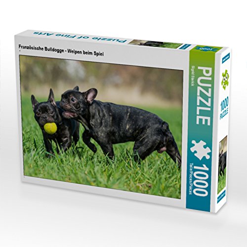 CALVENDO Puzzle Französische Bulldogge - Welpen beim Spiel 1000 Teile Puzzle quer | 1000 Teile Lege-Größe 64 x 48 cm Foto-Puzzle für glückliche Stunden von CALVENDO