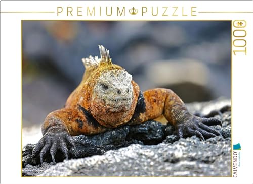 CALVENDO Puzzle Galápagos-Meerechse | Lege-Größe cm Foto-Puzzle für glückliche Stunden CALVENDO Puzzle Galápagos-Meerechse | Lege-Größe cm Foto-Puzzle für glückliche Stunden von CALVENDO