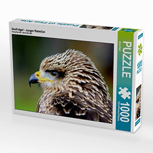 CALVENDO Puzzle Greifvögel - Junger Rotmilan 1000 Teile Puzzle quer | 1000 Teile Lege-Größe 64 x 48 cm Foto-Puzzle für glückliche Stunden CALVENDO Puzzle Greifvögel - Junger Rotmilan 1000 Teile Puzzle quer | 1000 Teile Lege-Größe 64 x 48 cm Foto-Puzzle für glückliche Stunden von CALVENDO