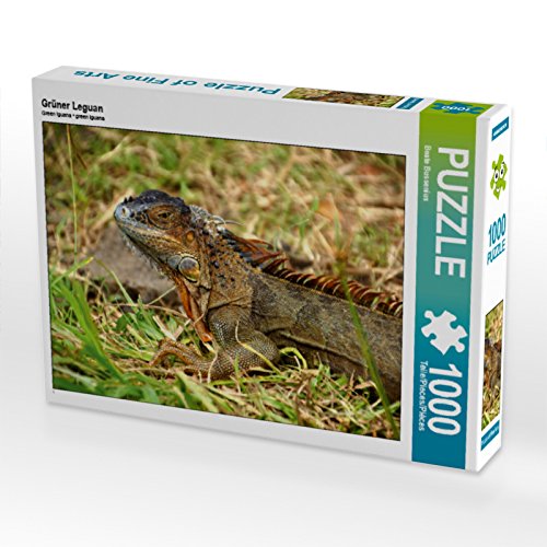 CALVENDO Puzzle Grüner Leguan 1000 Teile Puzzle quer | 1000 Teile Lege-Größe 64 x 48 cm Foto-Puzzle für glückliche Stunden CALVENDO Puzzle Grüner Leguan 1000 Teile Puzzle quer | 1000 Teile Lege-Größe 64 x 48 cm Foto-Puzzle für glückliche Stunden von CALVENDO