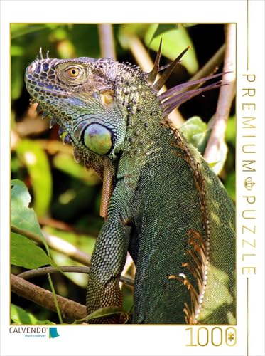 CALVENDO Puzzle Grüner Leguan im Tortuguero National Park 1000 Teile Lege-Größe 48 x 64 cm Foto-Puzzle Bild von Dirk Stamm CALVENDO Puzzle Grüner Leguan im Tortuguero National Park 1000 Teile Lege-Größe 48 x 64 cm Foto-Puzzle Bild von Dirk Stamm von CALVENDO