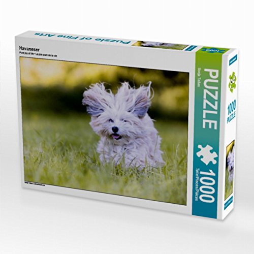 CALVENDO Puzzle Havaneser 1000 Teile Lege-Größe 64 x 48 cm Foto-Puzzle Bild von Sonja Teßen CALVENDO Puzzle Havaneser 1000 Teile Lege-Größe 64 x 48 cm Foto-Puzzle Bild von Sonja Teßen von CALVENDO