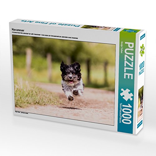 CALVENDO Puzzle Havaneser 1000 Teile Puzzle quer | 1000 Teile Lege-Größe 64 x 48 cm Foto-Puzzle für glückliche Stunden von CALVENDO