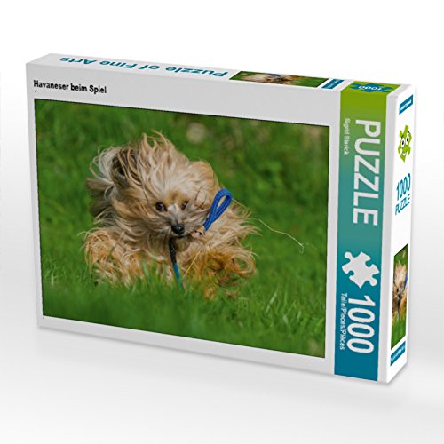CALVENDO Puzzle Havaneser beim Spiel 1000 Teile Puzzle quer | 1000 Teile Lege-Größe 64 x 48 cm Foto-Puzzle für glückliche Stunden von CALVENDO