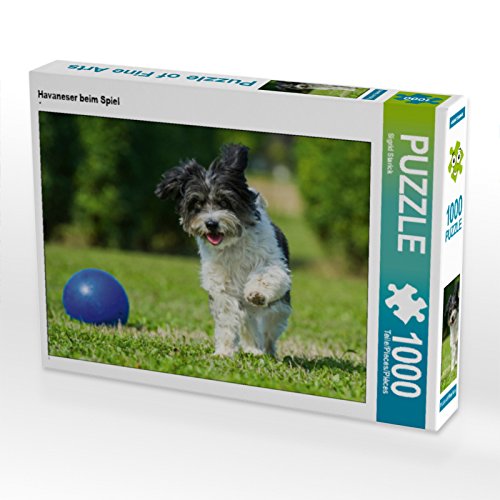 CALVENDO Puzzle Havaneser beim Spiel 1000 Teile Puzzle quer | 1000 Teile Lege-Größe 64 x 48 cm Foto-Puzzle für glückliche Stunden von CALVENDO