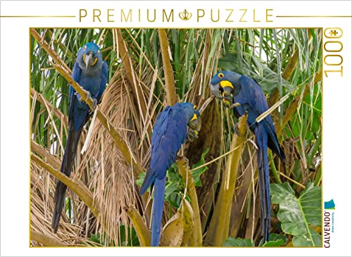 CALVENDO Puzzle Hyazintharas 1000 Teile Puzzle quer | 1000 Teile Lege-Größe 64 x 48 cm Foto-Puzzle für glückliche Stunden CALVENDO Puzzle Hyazintharas 1000 Teile Puzzle quer | 1000 Teile Lege-Größe 64 x 48 cm Foto-Puzzle für glückliche Stunden von CALVENDO
