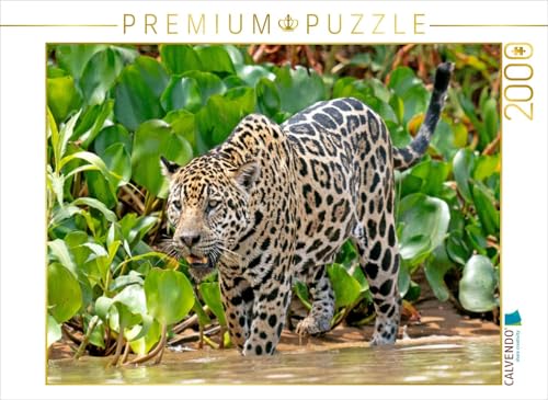 CALVENDO Puzzle Jaguar auf der Pirsch | 2000 Teile Lege-Größe 90 x 67 cm Foto-Puzzle für glückliche Stunden von CALVENDO