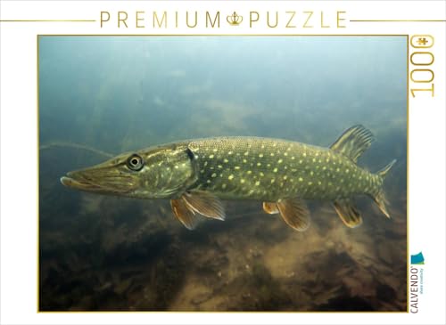 CALVENDO Puzzle Junger Hecht | Lege-Größe cm Foto-Puzzle für glückliche Stunden von CALVENDO