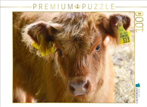 CALVENDO Puzzle Kälber - Kleine Herzensbrecher auf den Wiesen | 1000 Teile Lege-Größe 64 x 48 cm Foto-Puzzle für glückliche Stunden von CALVENDO
