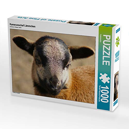 CALVENDO Puzzle Kamerunschaf Lämmchen 1000 Teile Puzzle quer | 1000 Teile Lege-Größe 64 x 48 cm Foto-Puzzle für glückliche Stunden von CALVENDO