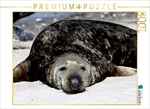 CALVENDO Puzzle Kegelrobbe 1000 Teile Puzzle quer | 1000 Teile Lege-Größe 64 x 48 cm Foto-Puzzle für glückliche Stunden von CALVENDO