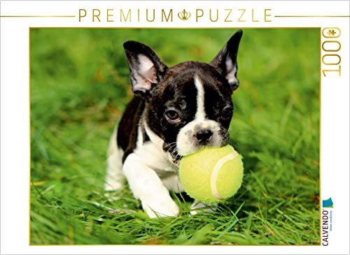 CALVENDO Puzzle Kleiner Französischer Bulldoggenwelpe beim Spielen 1000 Teile Puzzle quer | 1000 Teile Lege-Größe 64 x 48 cm Foto-Puzzle für glückliche Stunden von CALVENDO