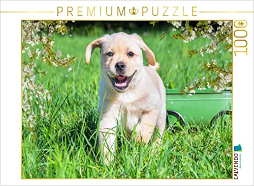 CALVENDO Puzzle Kleiner Welteroberer 1000 Teile Lege-Größe 64 x 48 cm Foto-Puzzle Bild von Sista-Tierfoto CALVENDO Puzzle Kleiner Welteroberer 1000 Teile Lege-Größe 64 x 48 cm Foto-Puzzle Bild von Sista-Tierfoto von CALVENDO