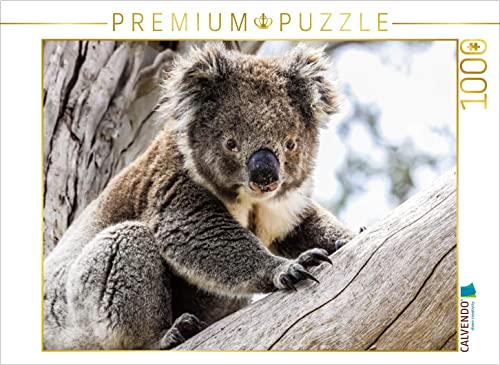 CALVENDO Puzzle Koala im Eukalyptusbaum 1000 Teile Puzzle quer | 1000 Teile Lege-Größe 64 x 48 cm Foto-Puzzle für glückliche Stunden CALVENDO Puzzle Koala im Eukalyptusbaum 1000 Teile Puzzle quer | 1000 Teile Lege-Größe 64 x 48 cm Foto-Puzzle für glückliche Stunden von CALVENDO