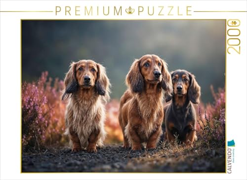 CALVENDO Puzzle Kurze Beine. Braune Augen. Zum Verlieben | 2000 Teile Lege-Größe 90 x 67 cm Foto-Puzzle für glückliche Stunden CALVENDO Puzzle Kurze Beine. Braune Augen. Zum Verlieben | 2000 Teile Lege-Größe 90 x 67 cm Foto-Puzzle für glückliche Stunden von CALVENDO