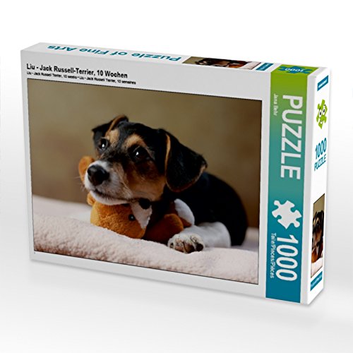 CALVENDO Puzzle LIU - Jack Russell-Terrier, 10 Wochen 1000 Teile Puzzle quer | 1000 Teile Lege-Größe 64 x 48 cm Foto-Puzzle für glückliche Stunden CALVENDO Puzzle LIU - Jack Russell-Terrier, 10 Wochen 1000 Teile Puzzle quer | 1000 Teile Lege-Größe 64 x 48 cm Foto-Puzzle für glückliche Stunden von CALVENDO