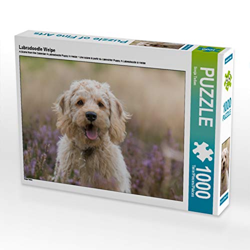 CALVENDO Puzzle Labradoodle Welpe 1000 Teile Puzzle quer | 1000 Teile Lege-Größe 64 x 48 cm Foto-Puzzle für glückliche Stunden CALVENDO Puzzle Labradoodle Welpe 1000 Teile Puzzle quer | 1000 Teile Lege-Größe 64 x 48 cm Foto-Puzzle für glückliche Stunden von CALVENDO