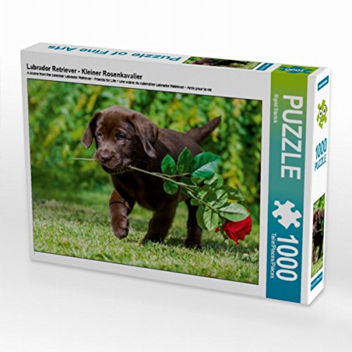 CALVENDO Puzzle Labrador Retriever - Kleiner Rosenkavalier 1000 Teile Lege-Größe 64 x 48 cm Foto-Puzzle Bild von Sista-Tierfoto CALVENDO Puzzle Labrador Retriever - Kleiner Rosenkavalier 1000 Teile Lege-Größe 64 x 48 cm Foto-Puzzle Bild von Sista-Tierfoto von CALVENDO