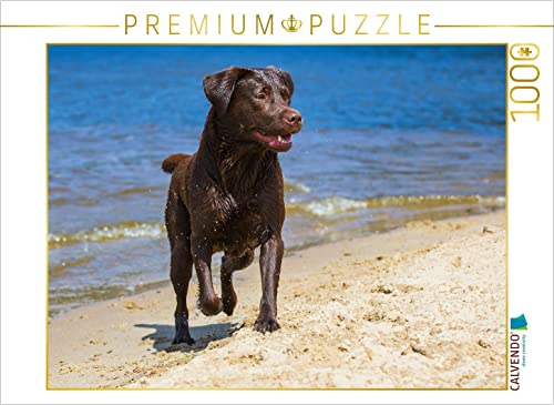 CALVENDO Puzzle Labrador Retriever - Sommerfreuden 1000 Teile Puzzle quer | Lege-Größe cm Foto-Puzzle für glückliche Stunden CALVENDO Puzzle Labrador Retriever - Sommerfreuden 1000 Teile Puzzle quer | Lege-Größe cm Foto-Puzzle für glückliche Stunden von CALVENDO