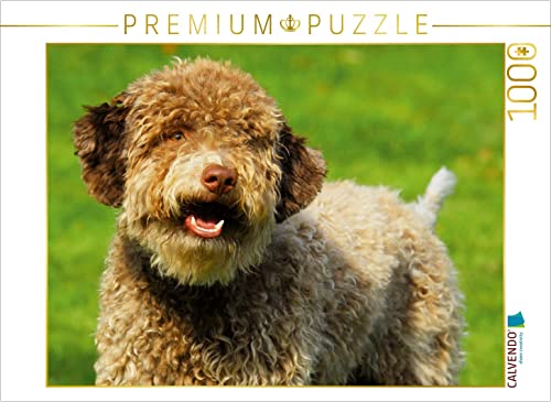 CALVENDO Puzzle Lagotto Romagnolo - Italienischer Trüffelhund - Rüdenporträt 1000 Teile Puzzle quer | 1000 Teile Lege-Größe 64 x 48 cm Foto-Puzzle für glückliche Stunden CALVENDO Puzzle Lagotto Romagnolo - Italienischer Trüffelhund - Rüdenporträt 1000 Teile Puzzle quer | 1000 Teile Lege-Größe 64 x 48 cm Foto-Puzzle für glückliche Stunden von CALVENDO