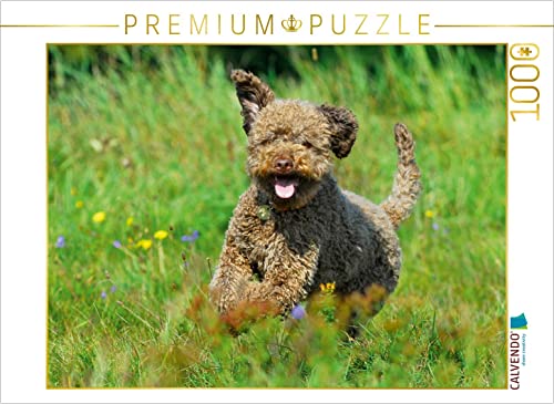 CALVENDO Puzzle Lagotto Romagnolo - Italienischer Trüffelhund - Spaß auf der Wiese 1000 Teile Lege-Größe 64 x 48 cm Foto-Puzzle Bild von Sista-Tierfoto von CALVENDO