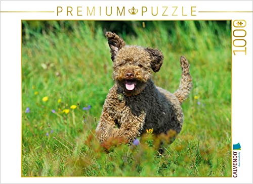 CALVENDO Puzzle Lagotto Romagnolo - Italienischer Trüffelhund - Spaß auf der Wiese 1000 Teile Puzzle quer | Lege-Größe cm Foto-Puzzle für glückliche Stunden von CALVENDO