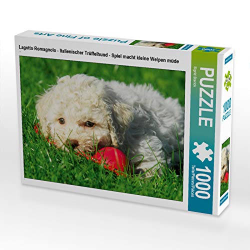 CALVENDO Puzzle Lagotto Romagnolo - Italienischer Trüffelhund - Spiel Macht kleine Welpen müde 1000 Teile Puzzle quer | 1000 Teile Lege-Größe 64 x 48 cm Foto-Puzzle für glückliche Stunden von CALVENDO