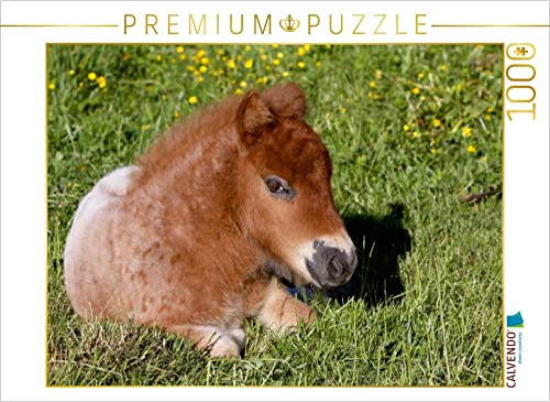 CALVENDO Puzzle Liegendes Pony-Fohlen 1000 Teile Puzzle quer | 1000 Teile Lege-Größe 64 x 48 cm Foto-Puzzle für glückliche Stunden CALVENDO Puzzle Liegendes Pony-Fohlen 1000 Teile Puzzle quer | 1000 Teile Lege-Größe 64 x 48 cm Foto-Puzzle für glückliche Stunden von CALVENDO