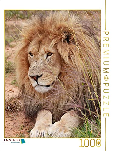 CALVENDO Puzzle Löwen Männchen 1000 Teile Puzzle hoch | Lege-Größe cm Foto-Puzzle für glückliche Stunden von CALVENDO