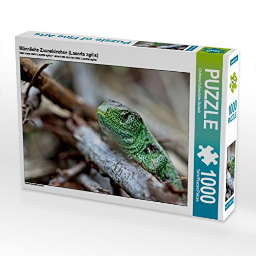 CALVENDO Puzzle Männliche Zauneidechse (Lacerta agilis) 1000 Teile Puzzle quer | 1000 Teile Lege-Größe 64 x 48 cm Foto-Puzzle für glückliche Stunden von CALVENDO