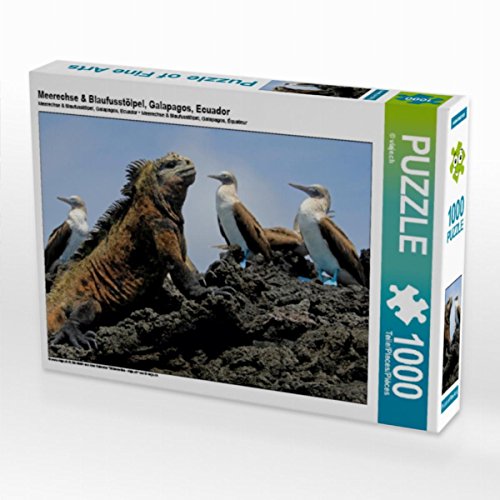 CALVENDO Puzzle Meerechse & Blaufusstölpel, Galapagos, Ecuador 1000 Teile Puzzle quer | Lege-Größe cm Foto-Puzzle für glückliche Stunden von CALVENDO